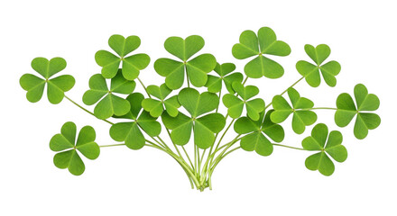 A vibrant bunch of green clover leaves on transparent background