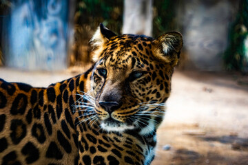 Obraz premium close up of a leopard
