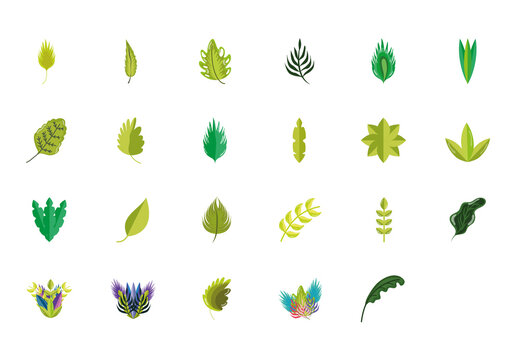Botanical Leaves Illustration Set