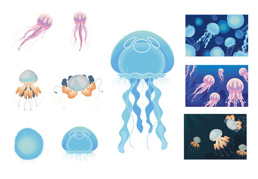 Jellyfish Illustration Design Set