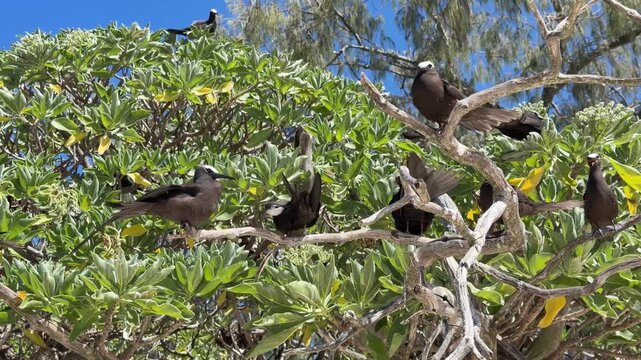Slow zoom on Black Noddy Anous minutus perched on branches near the beach of Lady Musgrave Island before several birds take off. Tropical Great Barrier Reef.