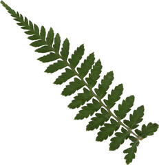 Green Dried Fern Scrapbook Element