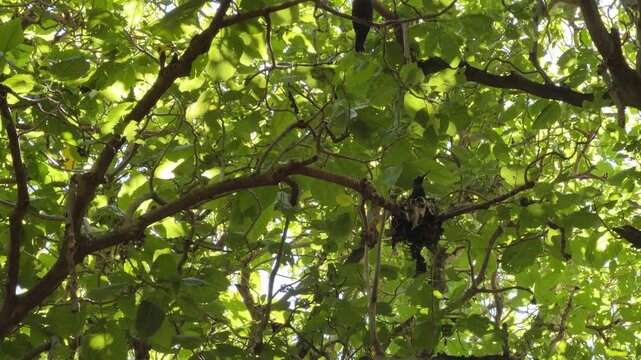 Close shot of a Black Noddy Anous minutus nest made of algae and leaves placed on a branch in a Pisonia tree canopy on Lady Musgrave Island, Great Barrier Reef, tropical paradise.