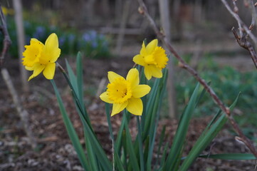 Fototapeta premium Yellow daffodils blooming in natural outdoor setting 