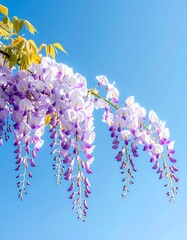 delicate wisteria flowers hanging from above,_soft spring sunlight