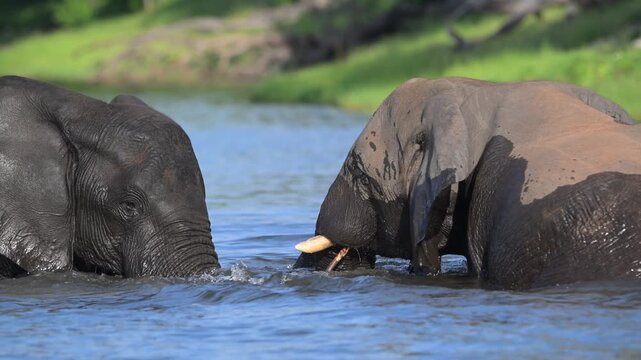 African Bush Elephants swimming and playing in the water of Chobe River in Chobe National Park, Botswana
