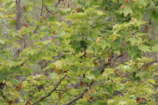 Western Sycamore, Platanus Racemosa, a stately native monoecious perennial tree displaying simple alternate palmately lobed petiolate leaves during Spring in Coastal Los Angeles County.