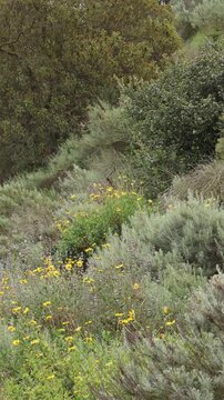Less than 20% of the critically endangered Coastal Sage Scrub ecoregion persists today, including this tiny threatened swathe of pleasing biodiversity in Los Angeles County.