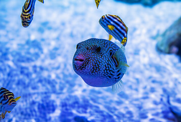 spotted pufferfish in aquarium © Ted
