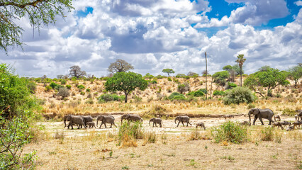 Tanzania, elefanti © Amos
