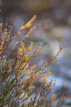 Zeszłoroczne wrzosy