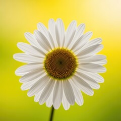 Naklejka premium A single white daisy blossom centered perfectly against a bright, softly blurred background, symbolizing purity and simple beauty, summer, delicate, outdoors