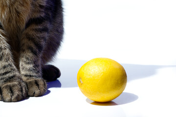 A close-up shot features a whole yellow lemon on a white surface next to the striped paws of a tabby cat, creating a playful contrast between citrus and curious pet. © Anastasiia