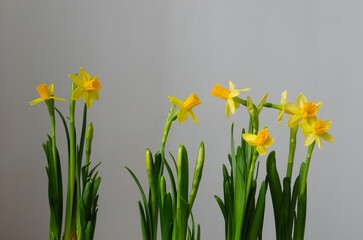 Spring daffodils with yellow petals and tubular crowns on a gray background.