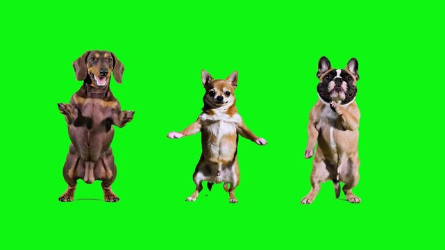 Animated small breed dogs, including a chihuahua and french bulldog, standing on their hind legs and dancing. This chroma key footage is intended for humorous social media content or commercials.