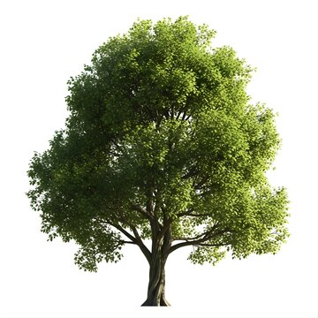 Vibrant Green Tree with Lush Foliage on White Background for Design and Architectural Visualization