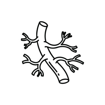 Detailed illustration of human lung anatomy, focusing on bronchi and bronchioles structure from a medical viewpoint