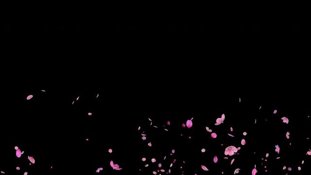 Many cherry blossom petals falling from above at a slight angle. Sakura petals drifting in the air. Animation starts and ends with alpha channel in 4K, perfect for spring overlays and backgrounds.