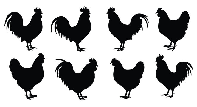 A collection of eight black rooster figures in various poses and styles presented as a silhouette high quality professional