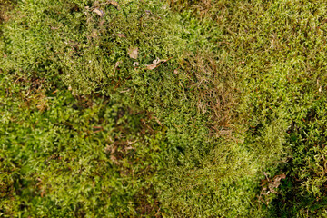 Close up shot of lush green moss creates a natural texture. Perfect for backgrounds, textures and nature designs. Explor