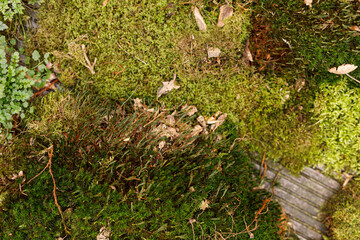 Close-up of lush green moss, plants and foliage. Perfect for backgrounds, textures and nature designs. Capturing the bea