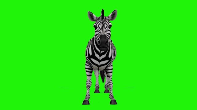 A vibrant 3D animated zebra performing a rhythmic dance against a green backdrop. This high-contrast character is perfect for safari-themed content, educational videos, or adding a touch of wild humor