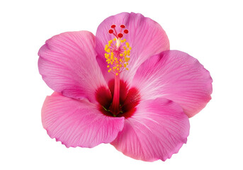 Naklejka premium a single, vibrant magenta hibiscus flower with delicate, ruffled petals and a prominent yellow stamen column, captured in extreme macro detail against a clean, white background, minimalist beauty