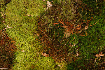 Close-up of a diverse forest floor showing various green and brown moss textures and details. Ideal...