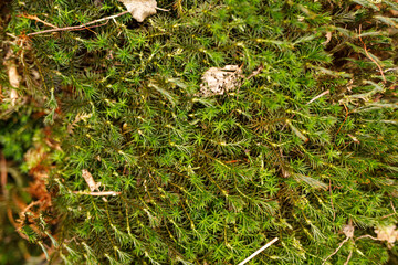 Close-up image of lush green moss, showcasing textures and details. Perfect for nature,...