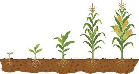 Naklejka premium Minimal hand-drawn vector illustration set of corn plant growth stages from seedling to full maturity in clean outline style