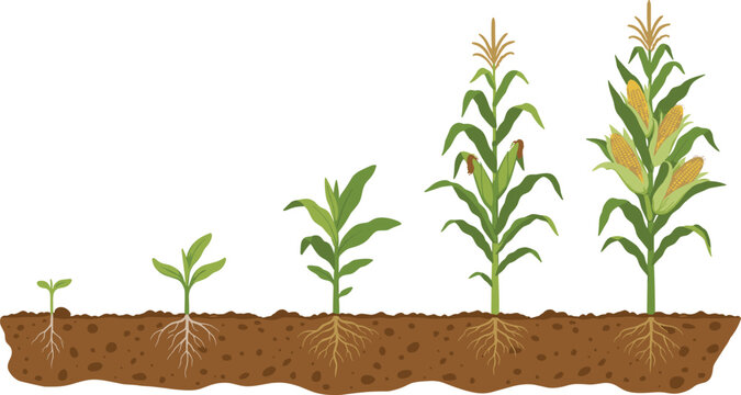 Minimal hand-drawn vector illustration set of corn plant growth stages from seedling to full maturity in clean outline style