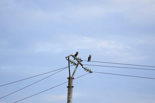 Travel romania tulcea sulina danube delta black sea cormorants perching on utility pole in danube delta