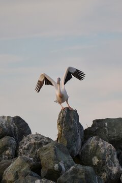 Travel romania tulcea sulina danube delta black sea great white pelican spreading wings on danube delta rock
