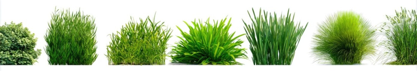 Obraz premium Various isolated vibrant green plant bushes against a white background, in a horizontal line