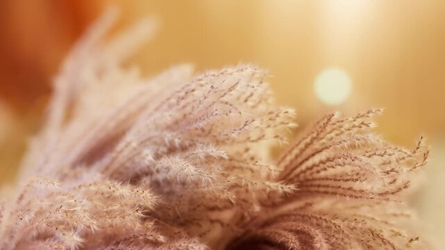 Elegant meadow grass with tiny seeds dancing in warm golden hour light. Gentle wind moves thin stems creating beautiful natural motion with soft cinematic background and glowing sunlight