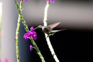 Fototapeta premium Amethyst Woodstar hummingbird hovering and feeding on nectar