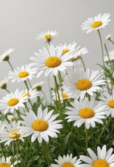Fototapeta premium White background with isolated daisy in a field, bloom, isolated flower, clean