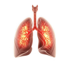 Fototapeta premium Detailed anatomical illustration of human lungs with branching airways and blood vessels