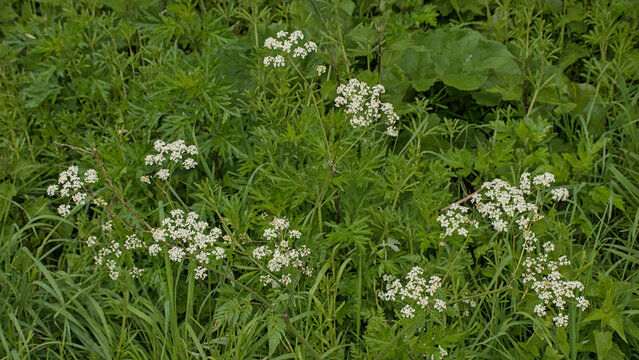 Bright white cow parsly flowers, selective focus with bokeh background - Anthriscus sylvestris 