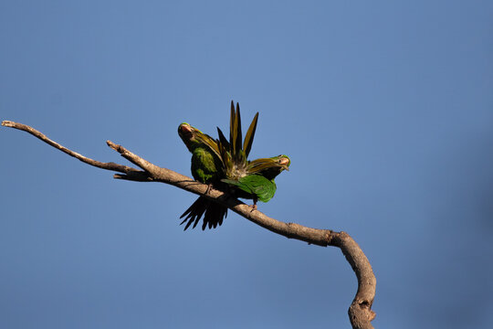 Pair of White-eyed Parakeets displaying wings on branch