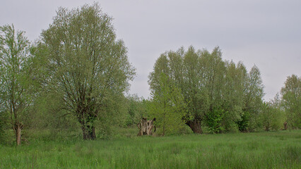 row of pollard willow trees in a green spring landscape in Bourgoyen nature reserve, Ghent, Flanders, Belgium © Kristof Lauwers