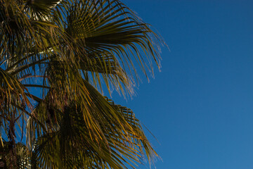 Close up of palm tree branches swaying in the wind under a bright sun