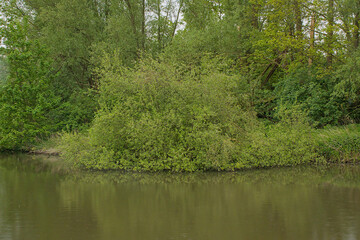 Fototapeta premium green spring trees along a creek in Bourgoyen nature reserve, Ghent, Flanders, Belgium 