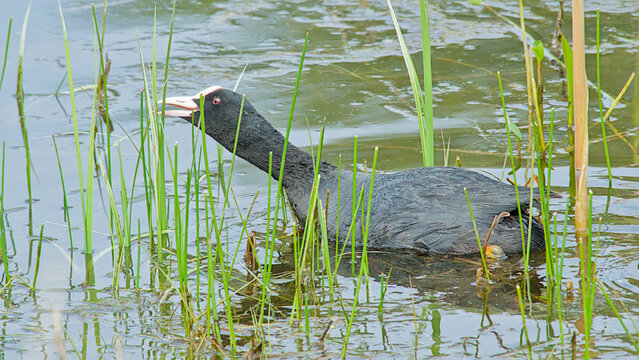 Eurasian coot in a swamp with green reed