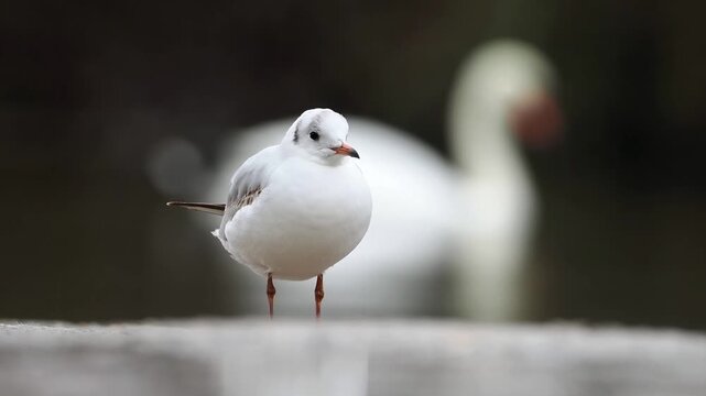 Mouette rieuse (Chroicocephalus ridibundus) en plumage hivernal pos&eacute;e sous la pluie, ambiance grise d&rsquo;hiver avec oiseau en arri&egrave;re-plan flou, sc&egrave;ne naturaliste en milieu urbain humide