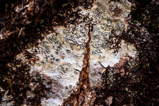 intricate natural painting on birch bark representing birds and tree of live