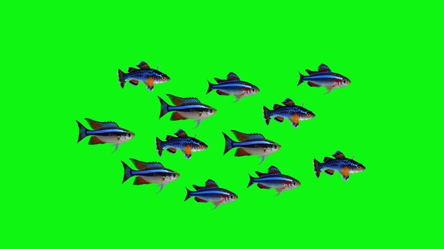 A large group of glowing neon tetra fish swimming in a synchronized school. The 3D animation is set against a solid green background for easy background removal and integration into custom aquatic env