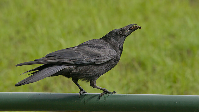 black carrion crow sitting on a fence along a meadow - Corvus corone 