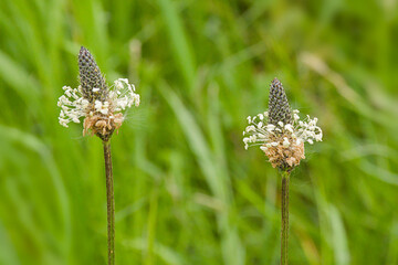Obraz premium Closeup of ribwort plantain flowers- Plantago lanceolata.