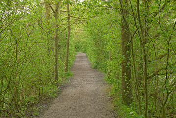 Fototapeta premium Hiking trail through a lush green spring forest in Bourgoyen nature reserve, Ghent, Flanders, Belgium 